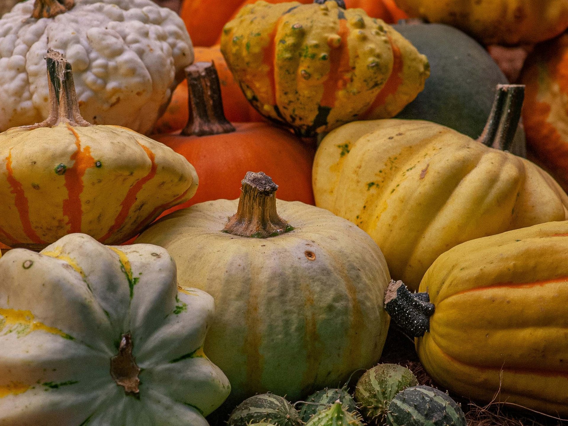 Herbstgenüsse: Rezeptideen mit Kürbis und Co. Herbstgenüsse: Rezeptideen mit Kürbis und Co.
