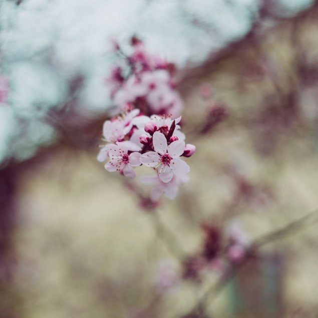 Urlaub im Kleinwalsertal: Hotel Gemma Urlaub im Kleinwalsertal: Hotel Gemma