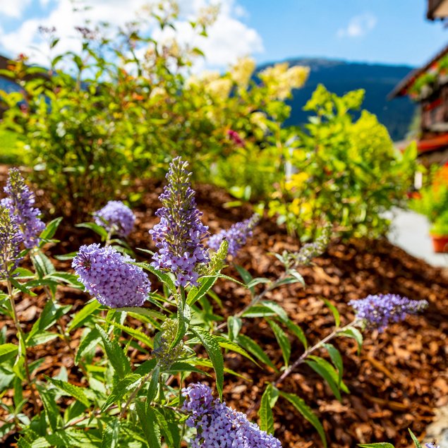 Urlaub im Kleinwalsertal: Hotel Gemma Urlaub im Kleinwalsertal: Hotel Gemma