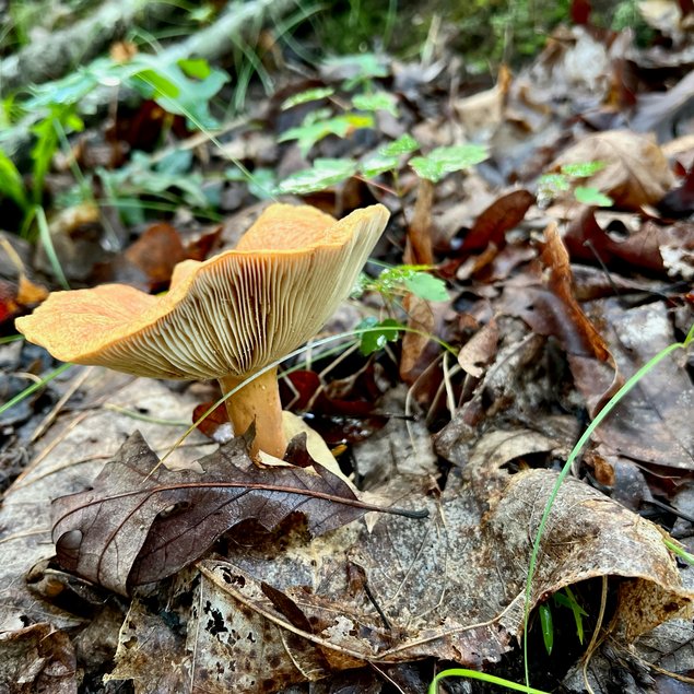 Urlaub im Kleinwalsertal: Hotel Gemma Urlaub im Kleinwalsertal: Hotel Gemma